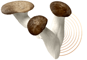 Black Pearl Mushrooms