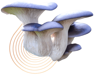 Blue Oyster Mushrooms