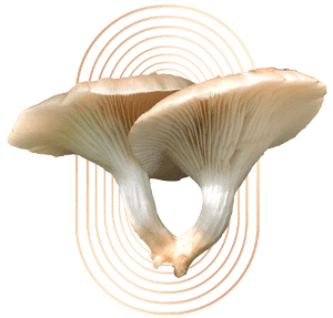 Branched Oyster Mushrooms