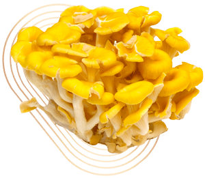 Golden Oyster Mushrooms